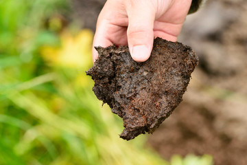 The peat is in male hand on a blurred background, close up. The researcher is holding his fingers a...