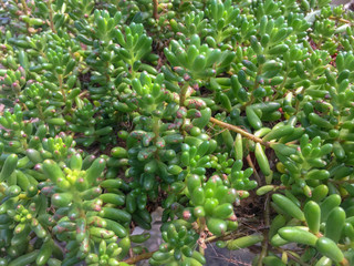 Selective focus and top view variety of Miniature succulent plants.