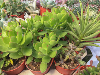 Selective focus and top view variety of Miniature succulent plants.