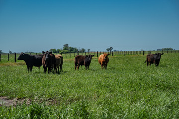 A bunch of cows standing on a green field in a countryside landscape with a blue sky