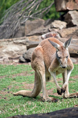 Naklejka na ściany i meble a male red kangaroo