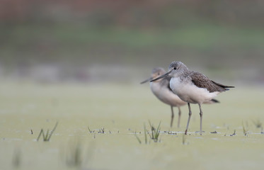 Common green Shank at Sunrise