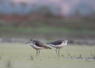 Common green Shank at Sunrise