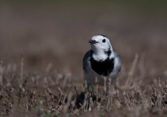 The White wagtail