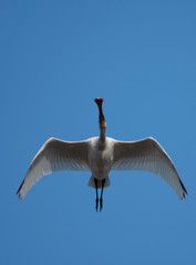 Eurasian spoonbill ( Platalea leucorodia)