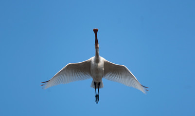 Eurasian spoonbill ( Platalea leucorodia)