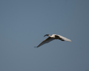 Black-headed ibis (Threskiornis melanocephalus)