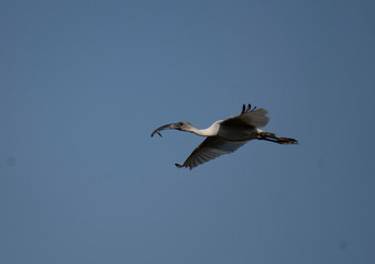 Black-headed ibis (Threskiornis melanocephalus)