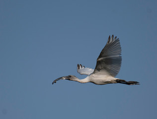 Black-headed ibis (Threskiornis melanocephalus)