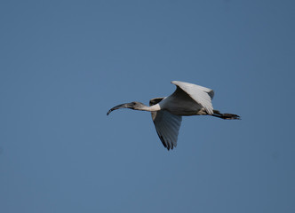 Black-headed ibis (Threskiornis melanocephalus)
