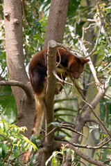 tree kangaroo