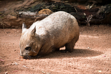 hairy nosed wombat