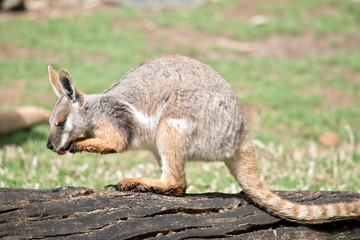 yellow footed rock wallaby
