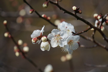 梅の花