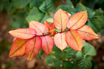 raindrops on red leaves closeup