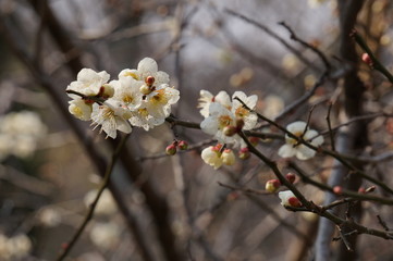 梅の花