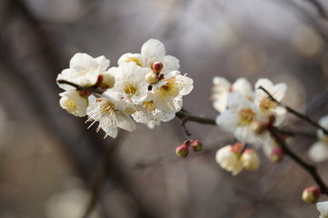 梅の花