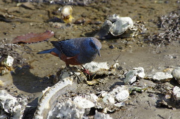 イソヒヨドリ　オス