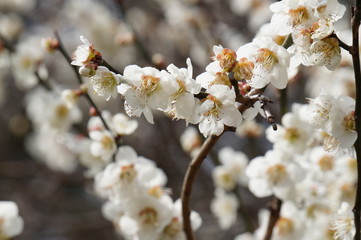 梅の花