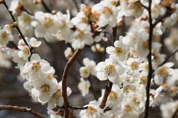 梅の花
