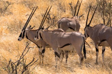 Gruppe von Oryxantilopen