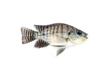 Nile Tilapia Fingerlings fry from farm nursery. is economic animals to consume.  isolated on white background.