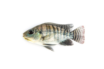 Nile Tilapia Fingerlings fry from farm nursery. is economic animals to consume.  isolated on white background.