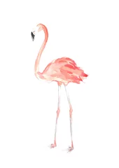 Fotobehang Watercolor Flamingo Illustration © Susan