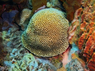Stone coral