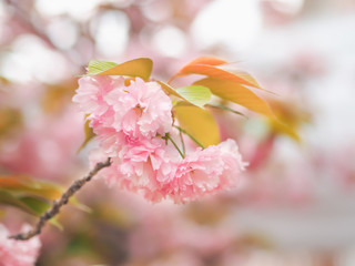 cherry blossom in spring