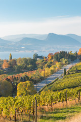 View of Naramata Road and vineyards with Okanagan Lake and mountains in autumn