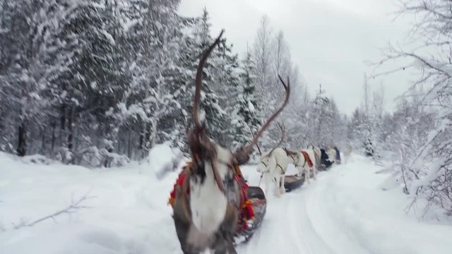 Beautiful reindeer walking along in the snow on the Christmas decorated with native embroideries from the people of Lapland.