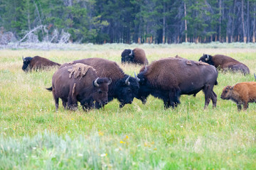 The herd bison in Yellowstone National Park, Wyoming. USA. © Radomir Rezny