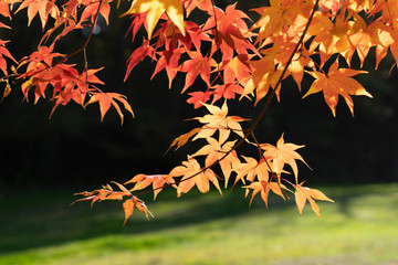 Momiji in Alps