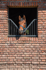 Horse with his head out of a brick barn windows