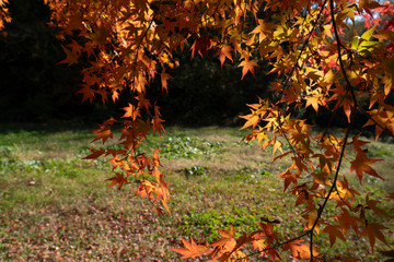 Momiji in Alps