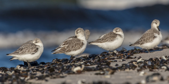 sanderlinge am meer