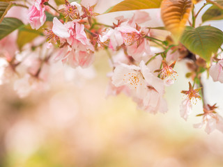 cherry blossom in spring