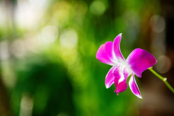 beautiful pink orchid on green background