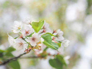 blooming cherry tree in spring
