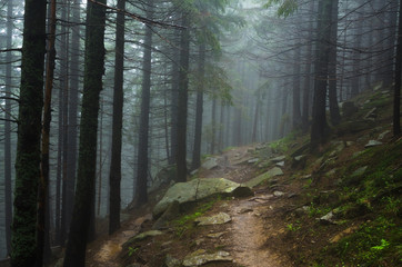 Fototapeta premium Mountain path among the trees. Carpathian mountain road. Beautiful mountain landscape. Travel mountain Carpathians.