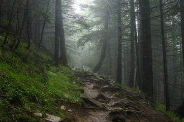 Mountain path among the trees. Carpathian mountain road. Beautiful mountain landscape. Travel mountain Carpathians.