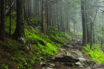 Obraz premium Mountain path among the trees. Carpathian mountain road. Beautiful mountain landscape. Travel mountain Carpathians.