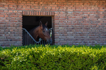 Horse with his head out of a brick barn windows and a bush in the bottom © LautaroFederico