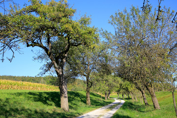 Alte Obstbäume mit Weg, Bayern, Deutschland