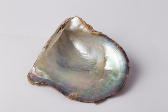 pink pearl oyster shell