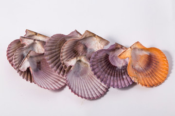 Purple scallops shell on the white background