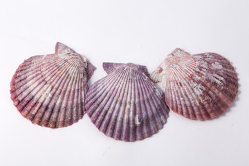 Purple scallops shell on the white background