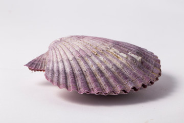 Purple scallops shell on the white background
