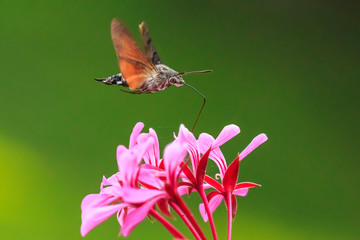 hummingbird hawk-moth Macroglossum stellatarum feeding on pink flowers